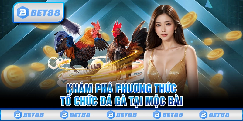 Khám phá phương thức tổ chức đá gà Mộc Bài